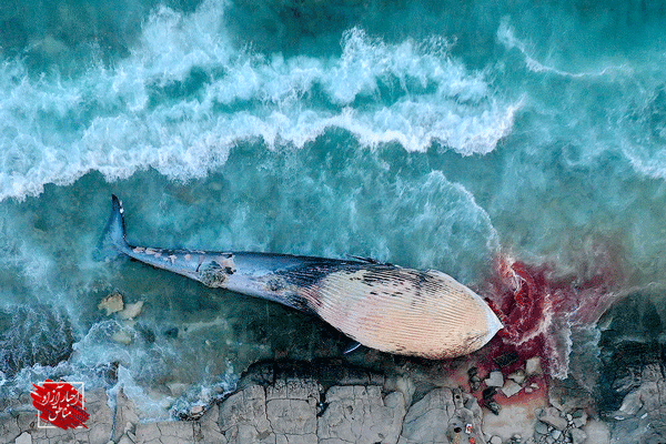 پیگیری مرگ نهنگ‌ها در دستور کار سازمان منطقه آزاد کیش