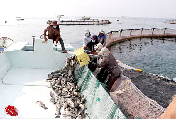 برداشت ۴۰۰تُن ماهی سی‌باس صادراتی در آب‌های قشم
