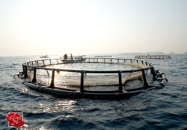بهره‌برداری از ۳پروژه پرورش ماهی در دریا با هدف افزایش محصولات صادرات‌محور قشم